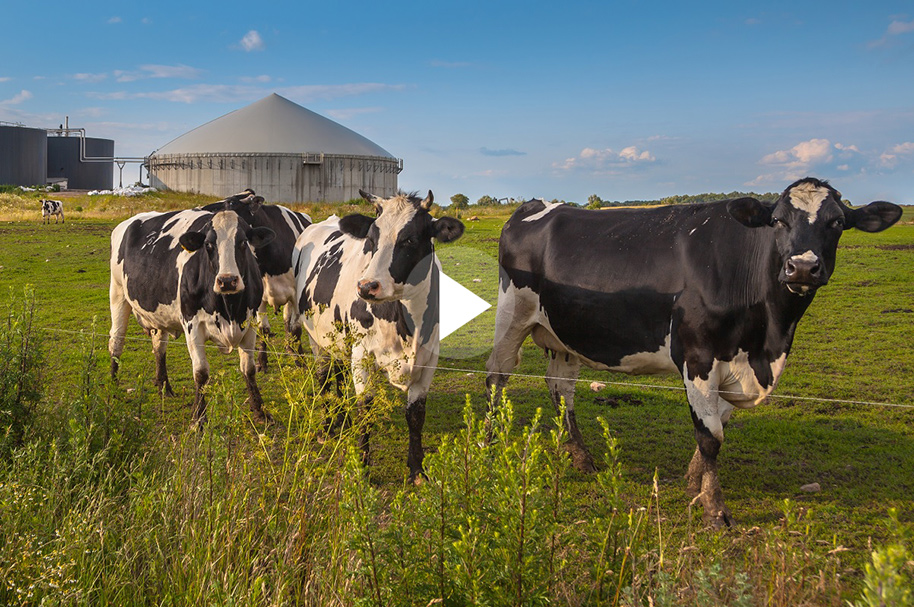 Cows in front of a biogas facility